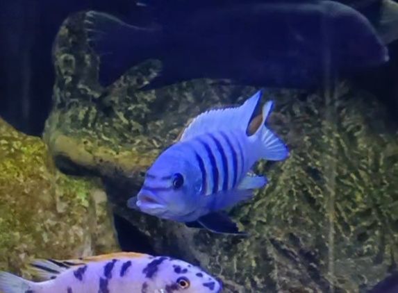 Pseudotropheus sp. zebra chilumba „Maison Reef. j