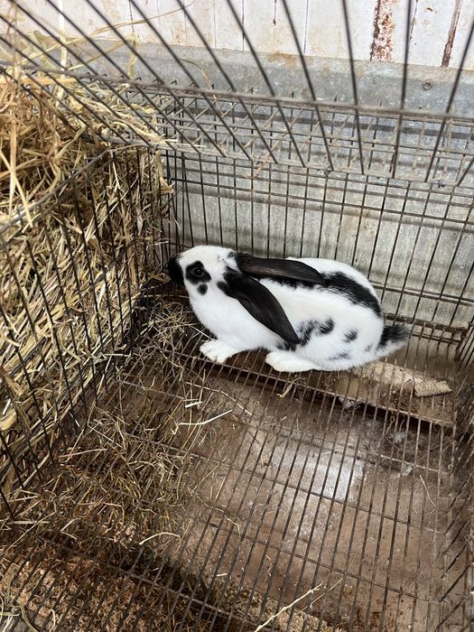 Coelhos para reprodução