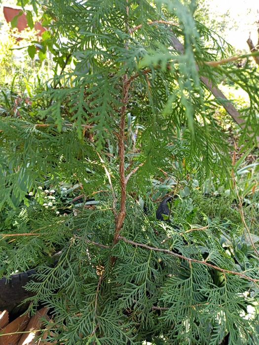 Саджанці туї звичайної та інші декоративні рослини для саду та городу