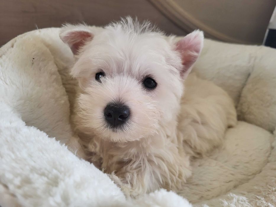 Вест Хайленд Уайт Тер'єр