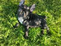 Buldog francuski