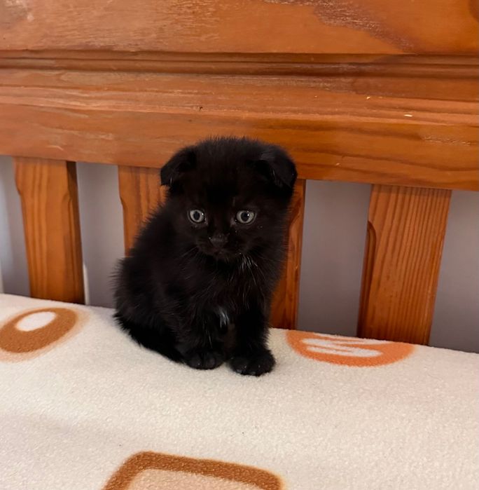 Scottish Fold menina