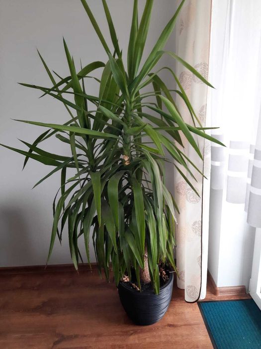 DUŻY KWIAT JUKI  wysokość 180 cm