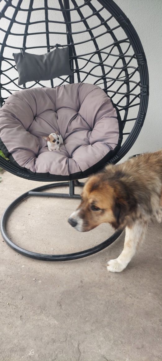 ZAREZERWOWANY !!! Chihuahua malutki piesek