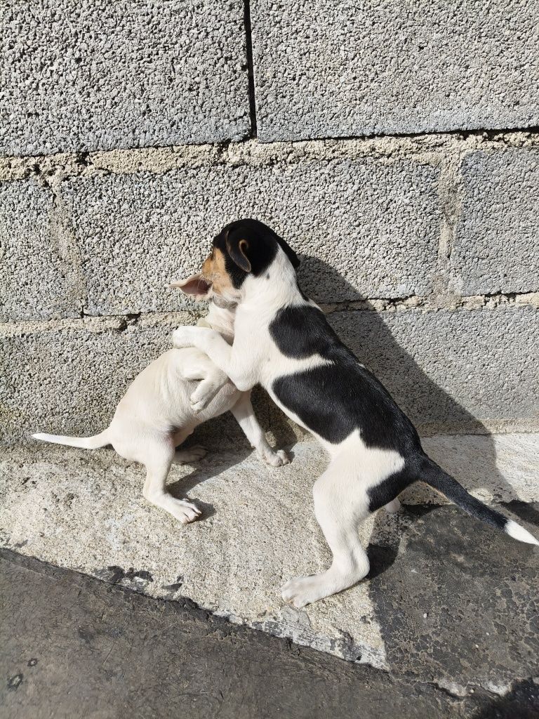 Cães para adoção responsável