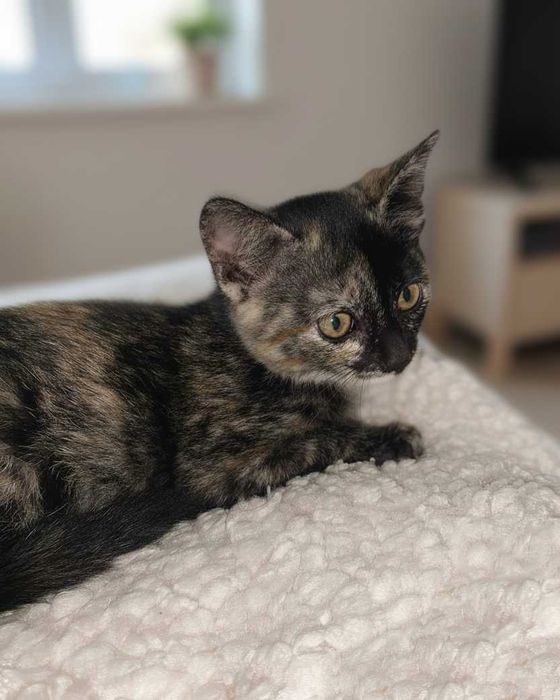 Setúbal / Margem Sul / Lisboa — LALA, gatinha para adoção