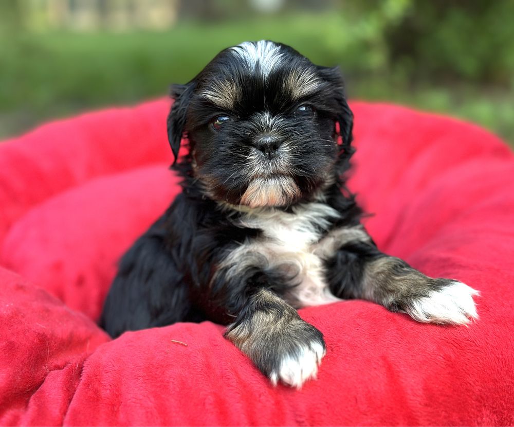 Shih tzu piekny chlopczyk z rodowodem