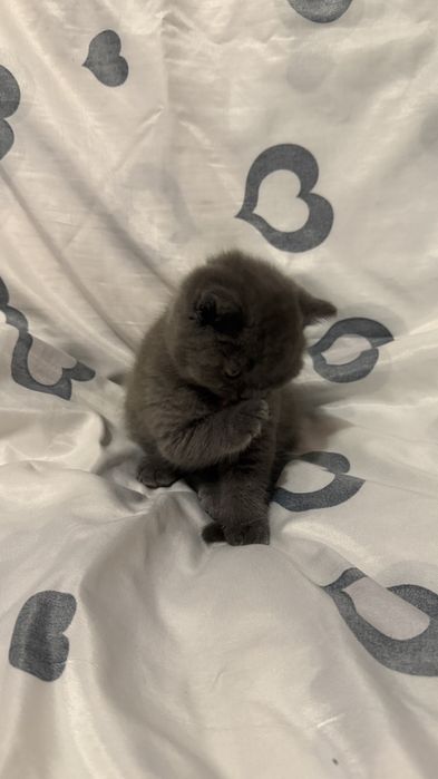 Шотландські кошенята