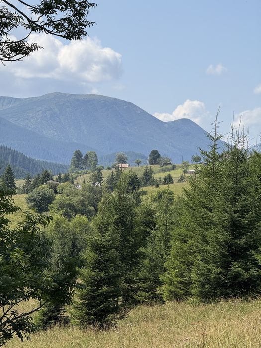 Ділянка з лісом .