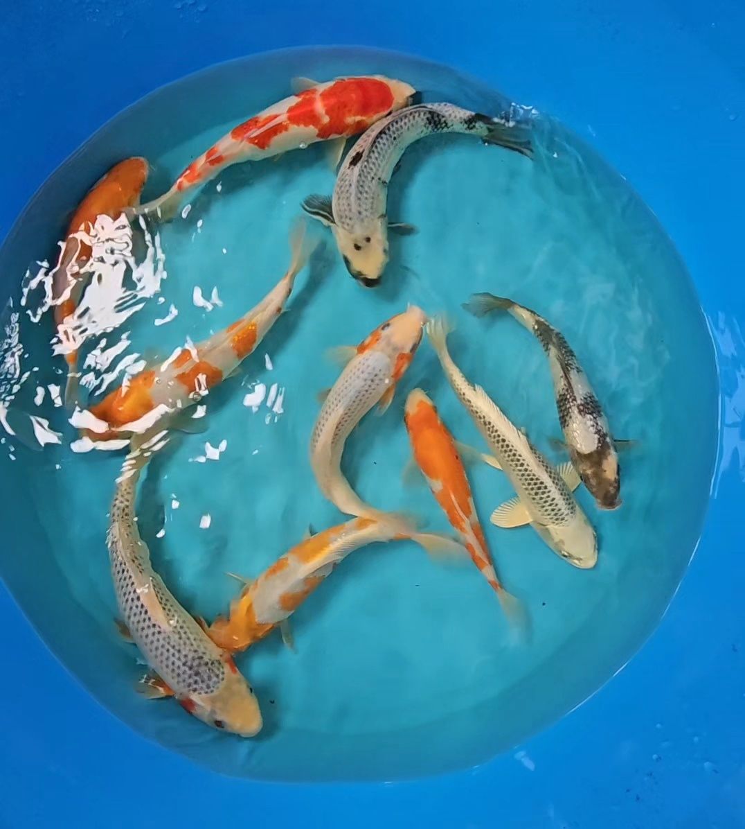 Carpas Koi - Tosai 22-32cm