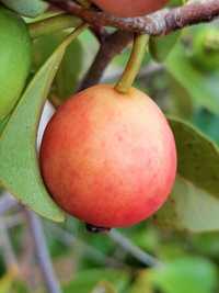 Araça Rosa - Psidium Cattleyanum