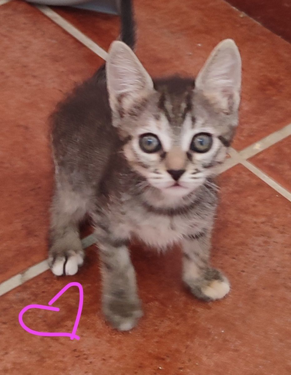 Gatinhos para adoção