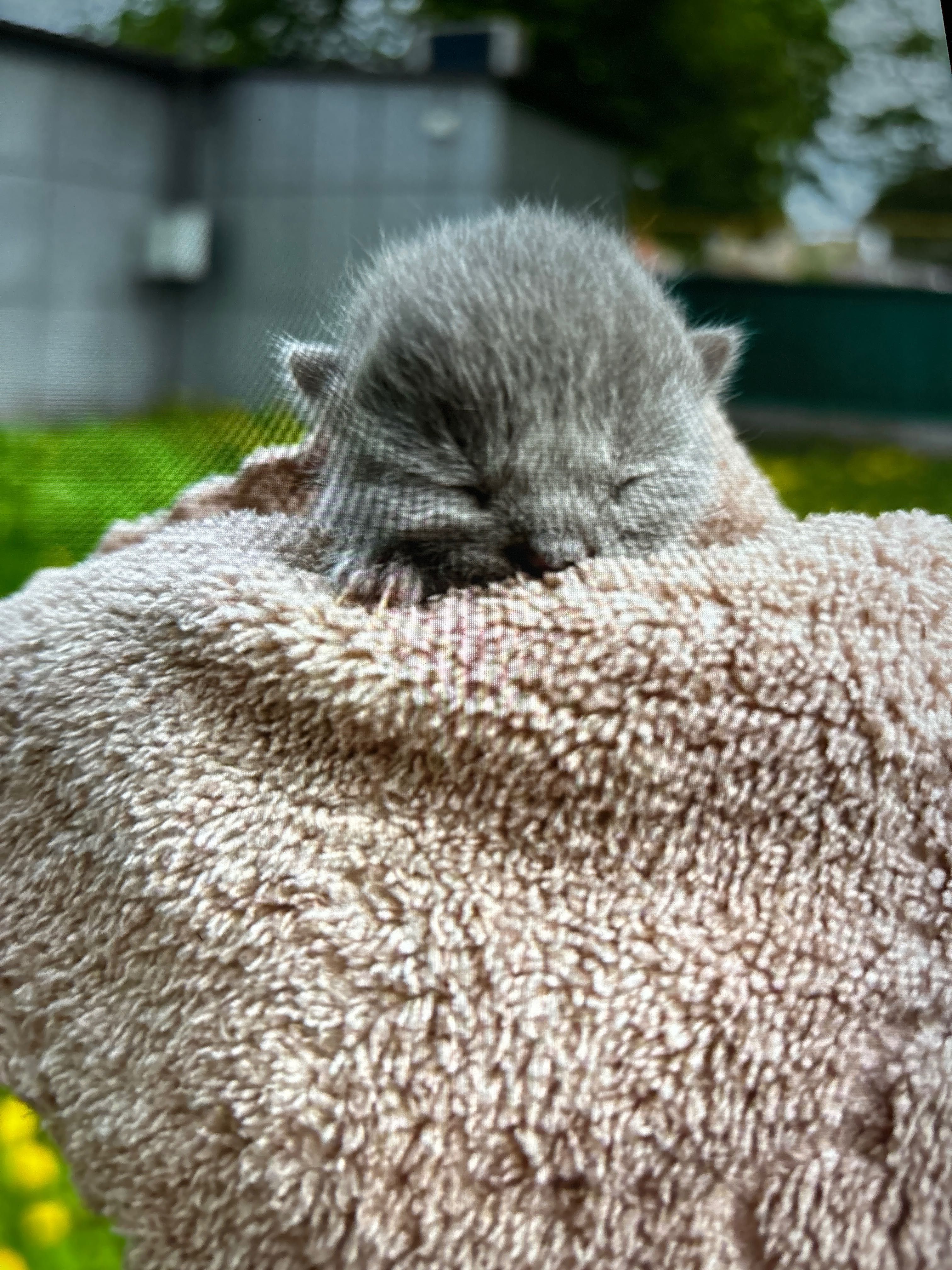 Маленьке кошеня, тількі народилось