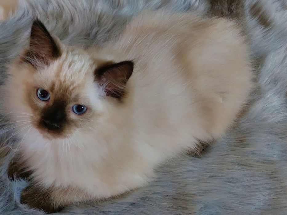 Kocurek CYRIL Ragdoll FPL/ FIFE