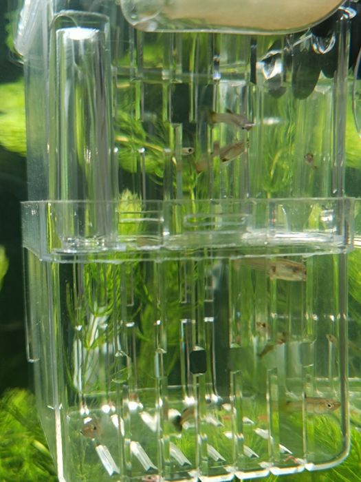 Guppys alvelinos e juvenis