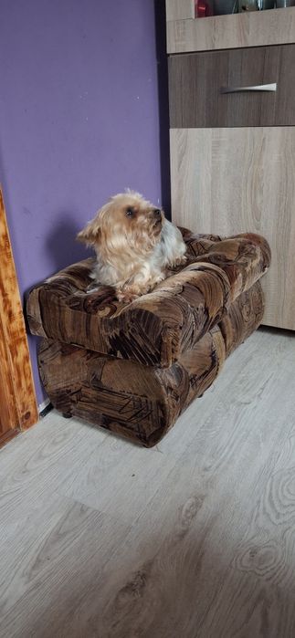 Dorosła suczka york