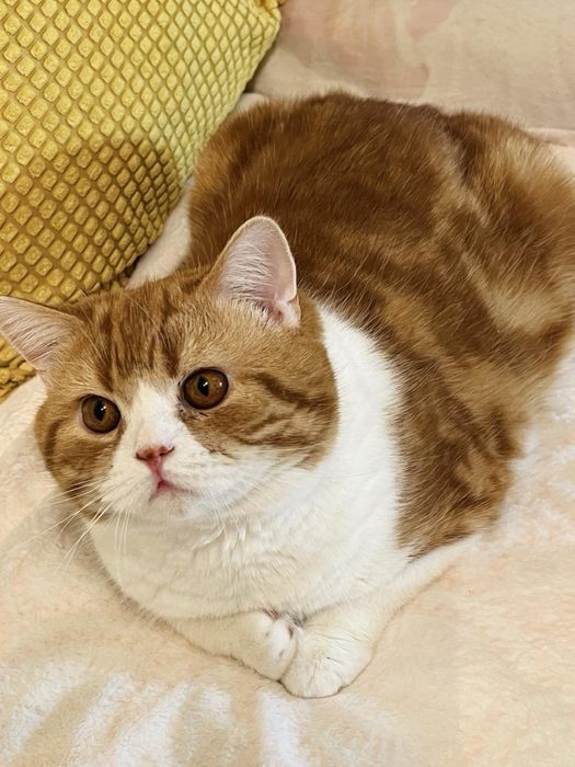 Гарний шотландський котик страйт.