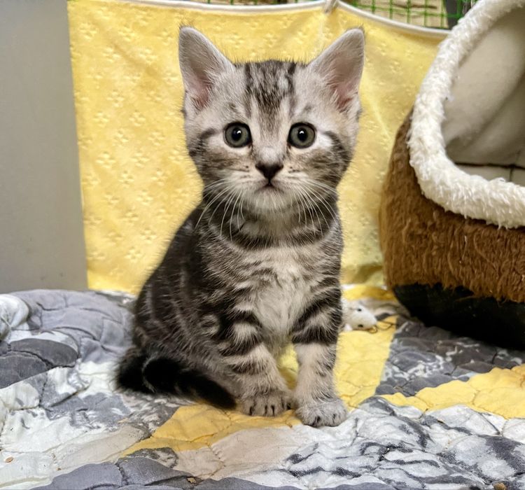 Маленьке кицинятко шукає друга