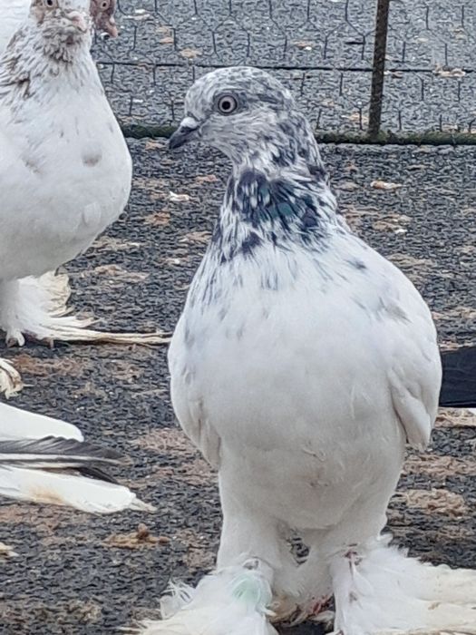 Gołębie  ozdobne
