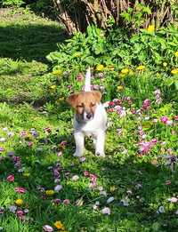 Jack Russell Terrier ZKwP FCI gładkowłosy pies FADO