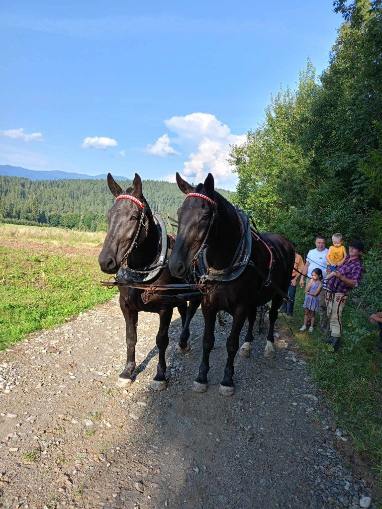 Klacz śląska AGAWA-S