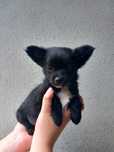 Długowłosy piesek chihuahua