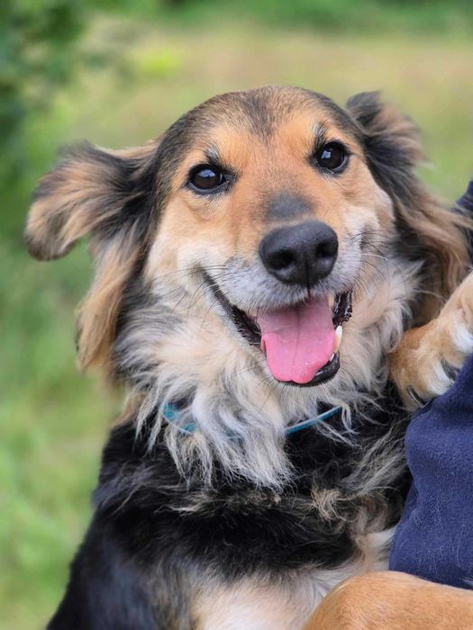 Kochana Saba szuka domu