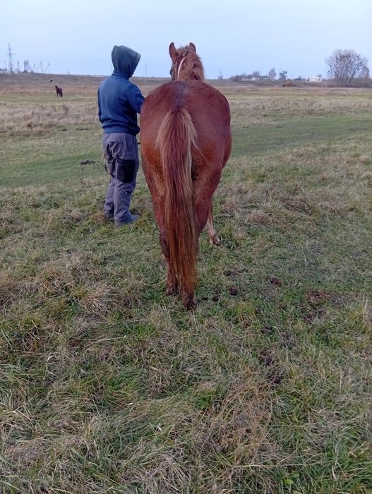 Продам молоду лошичку спокійна