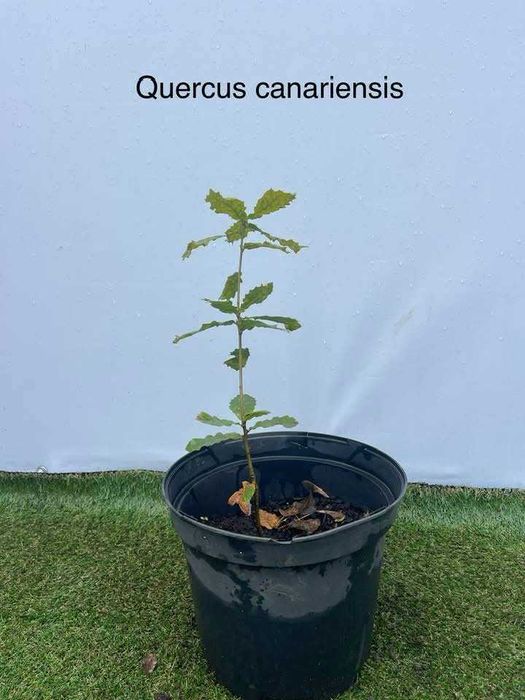 Árvore Quercus canariensis 40/60cm