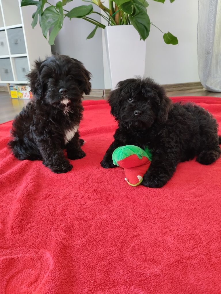 Cavapoo suczka Black mama cavalier tata pudel toy Red brown