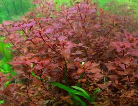 Ludwigia mini super red - Rośliny do akwarium