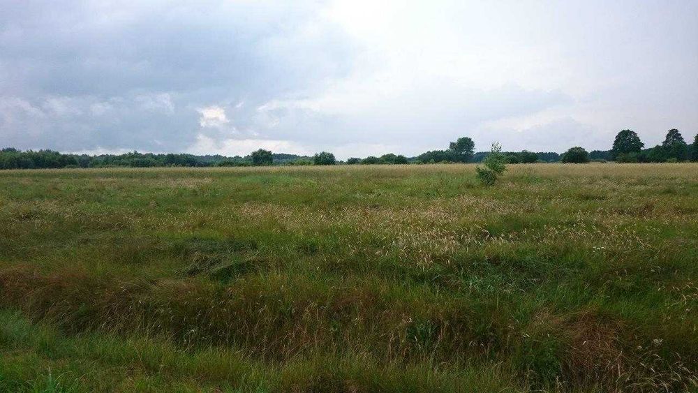 Działka 50 arów (5000 m2), Łazów k. Żytna, warunki zabudowy WZ