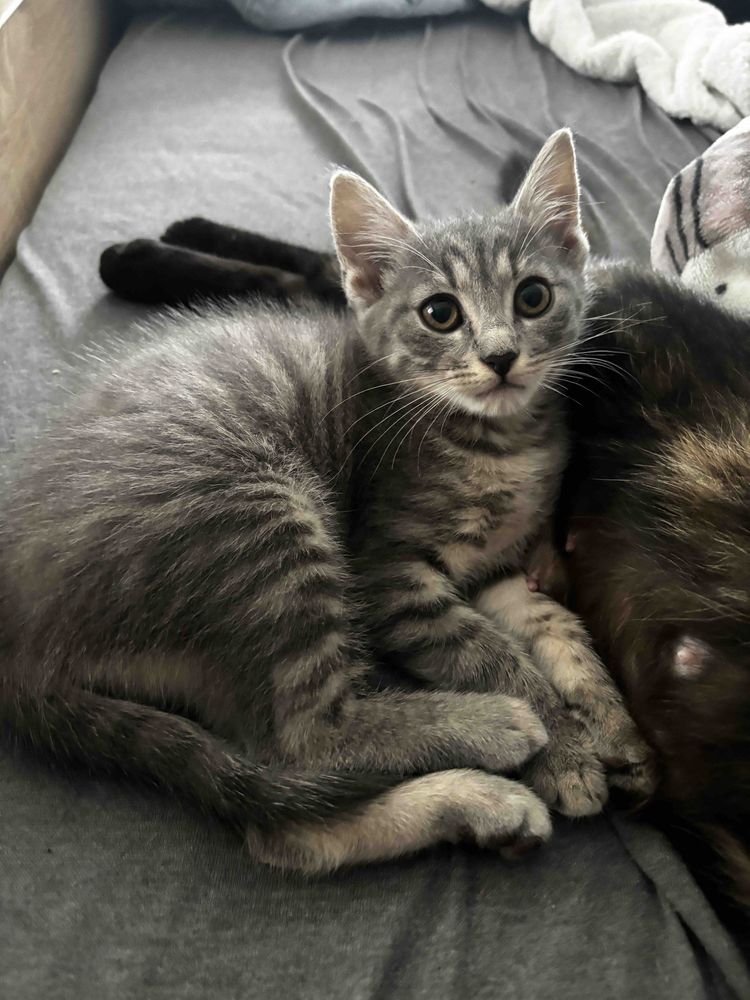 Безкоштовно котик