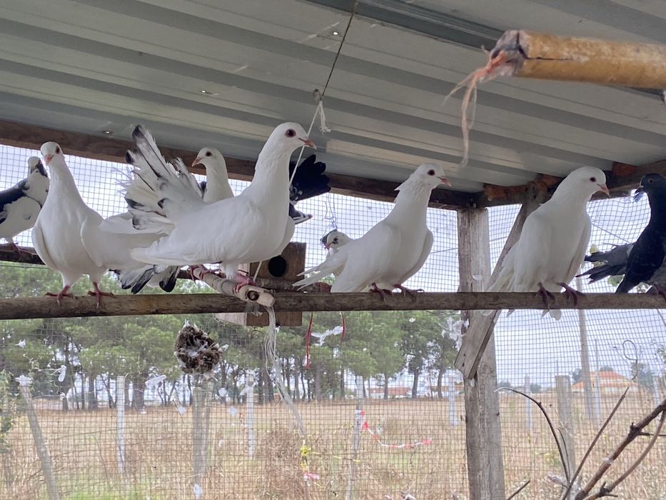 Pombo de leque 20€ o casal