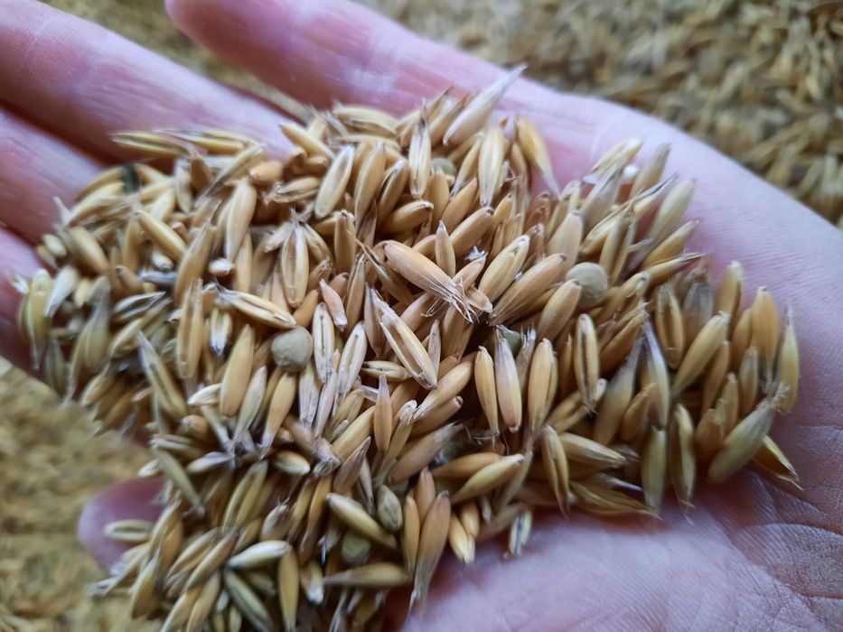 Owies z soczewicą ekologiczny