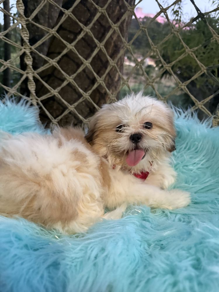 Shih - tzu macho