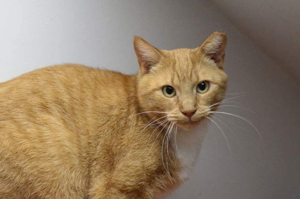 Zocha, dla przyjaciół Zosia - kotka do adopcji