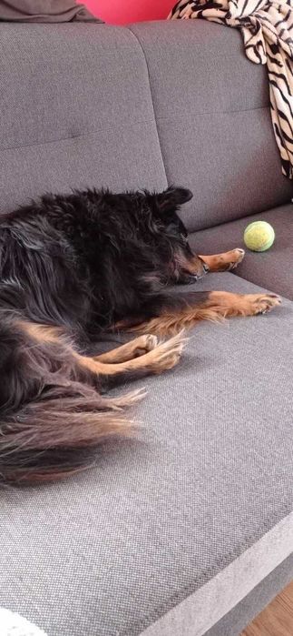 Behawiorysta zwierząt, petsitter