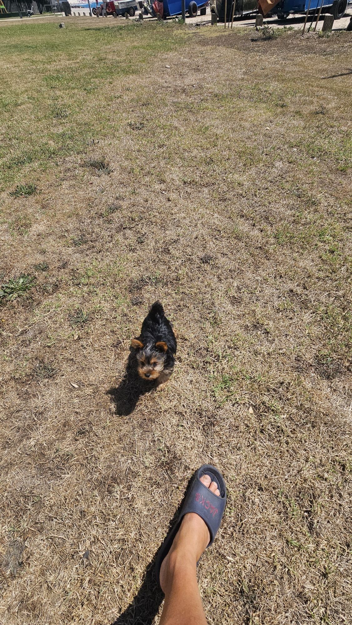 Yorkhire terrier macho
