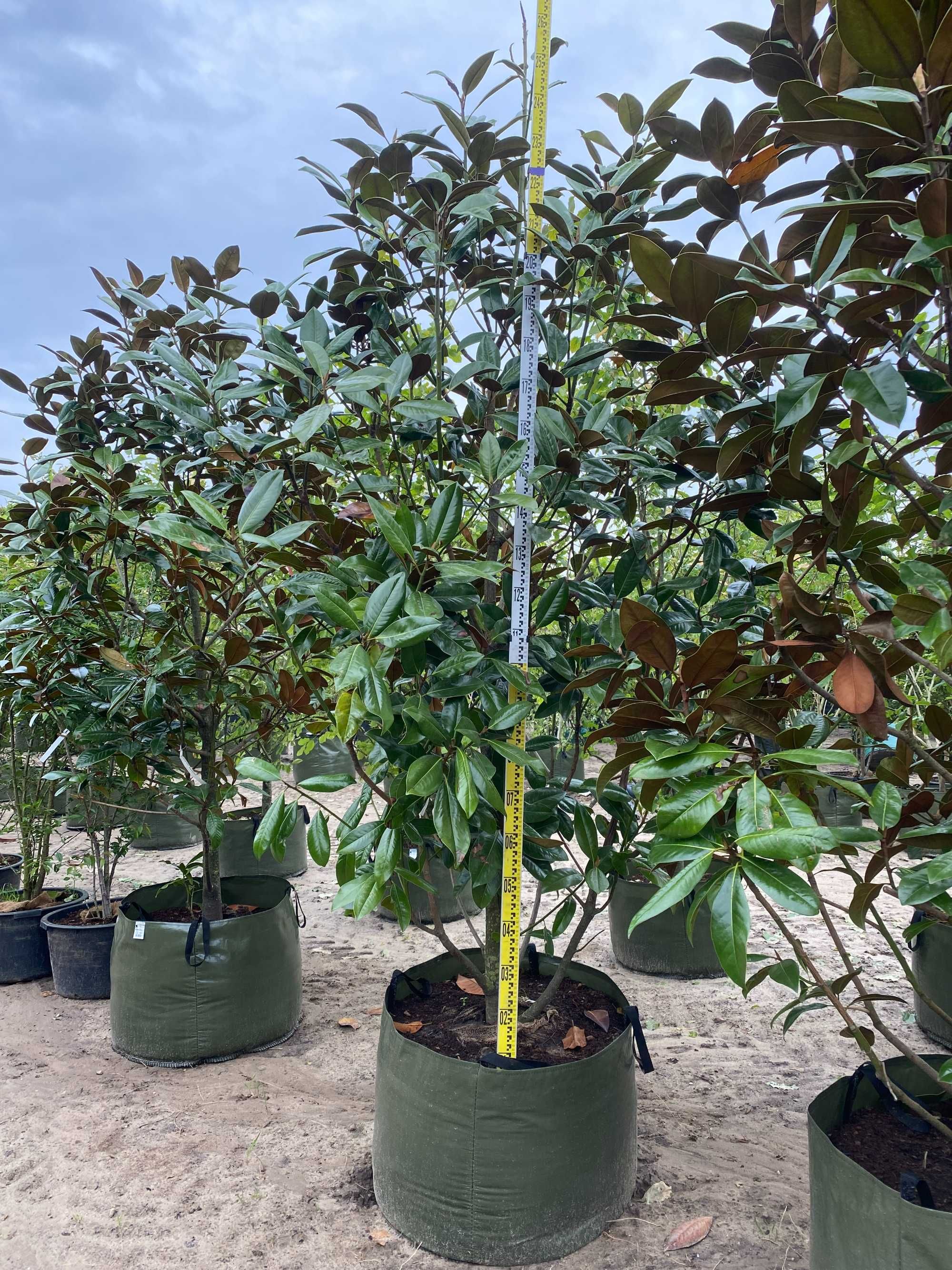 Magnolia wielkokwiatowa
