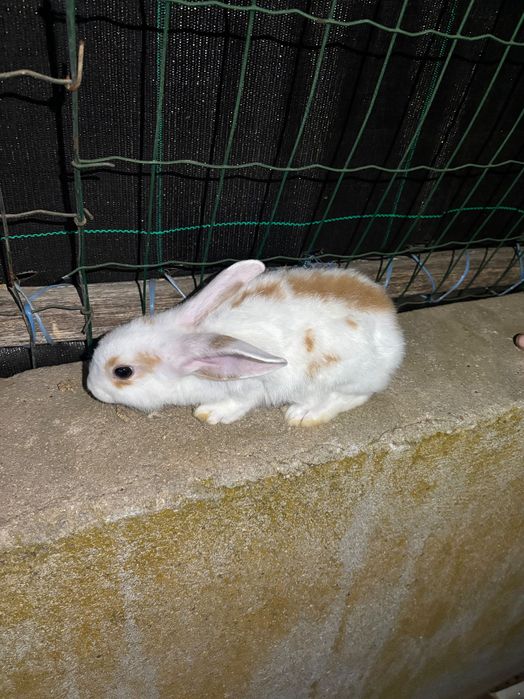 2 coelhos (machos) com 2 meses de idade