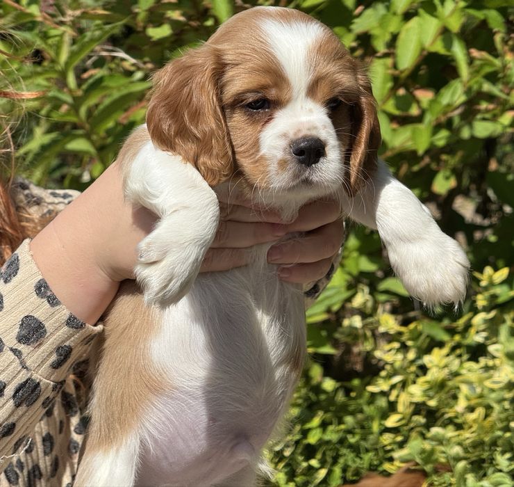Cavalier king charles spaniel piesek szczeniak z rodowodem