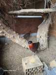Tragopan Modrolicy ,,Tyminek,,