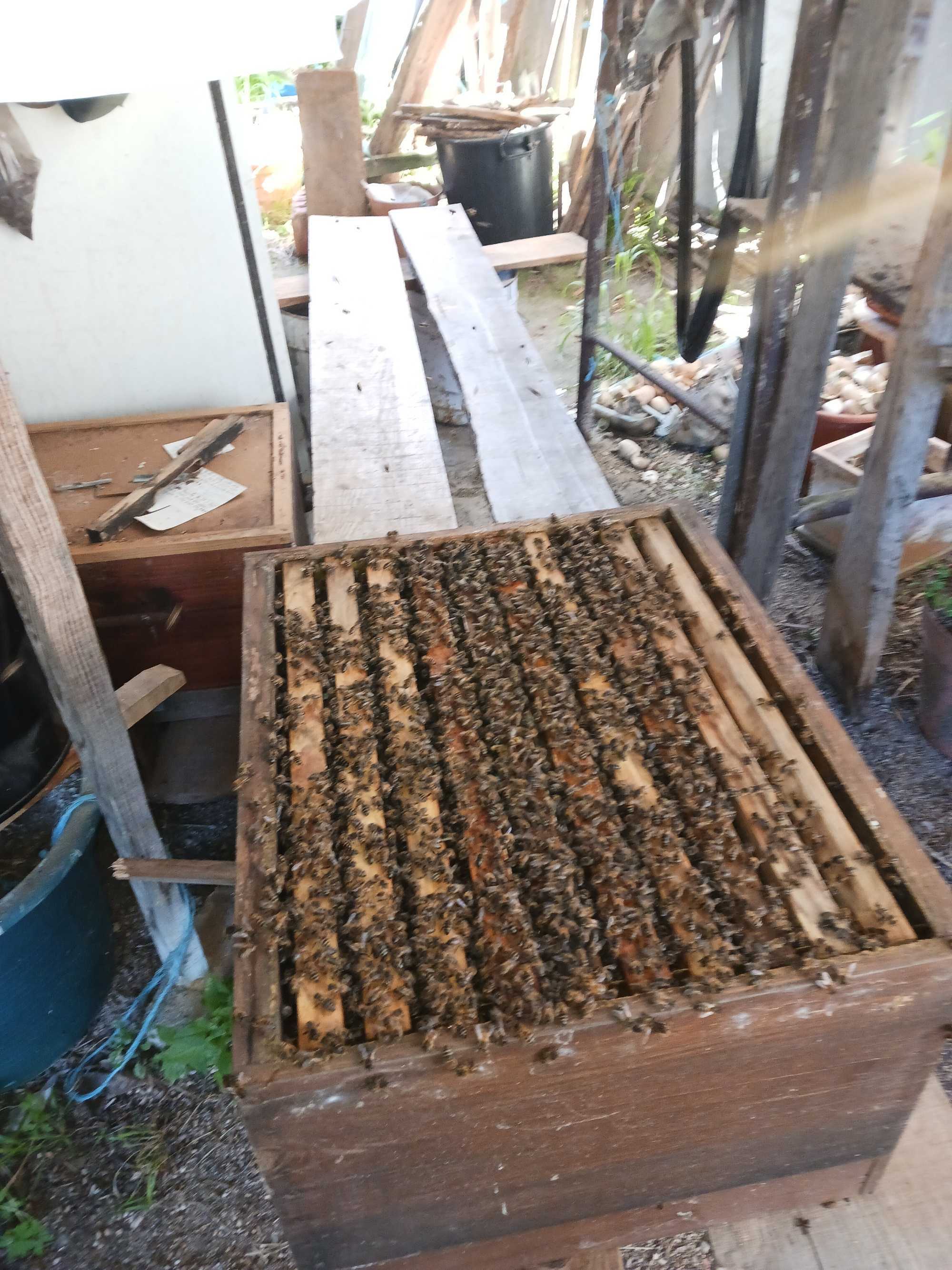 Enxames de abelhas 2024