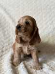 Cocker Spaniel Angielski - pies Albin