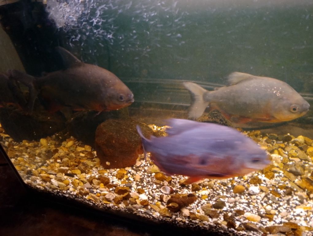 Piranie Red pacu