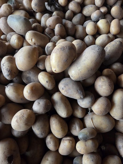 Ziemniaki swiezo wykopane