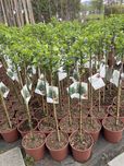 Pienne tarasowe trzmielina photinia ilex cotinus laurus