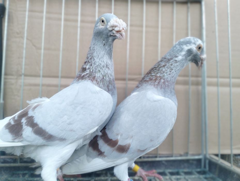 Gołębie Staropolskie