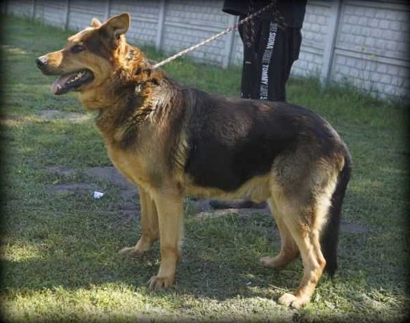 Fago - piękny, duży pies szuka domu z ogrodem